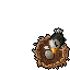 Jousting Eagle Baby.gif